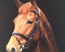 broodmare Lacoste 109 (Westphalian, 2005, from Lissabon 29)