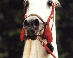 stallion Maddah EAO (Arabian purebred, 1966, from Morafic 1956 EAO)
