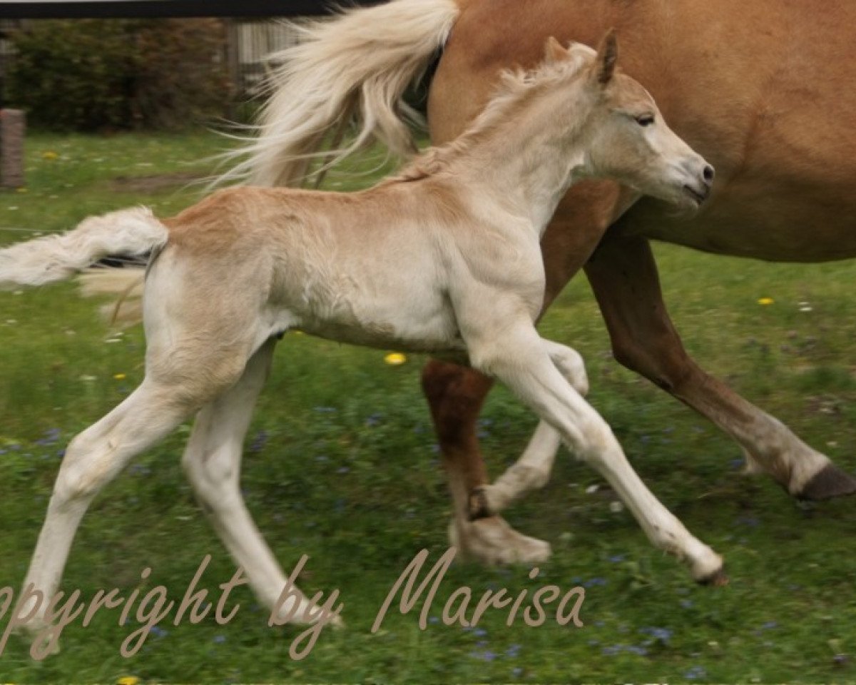 Pferd Shaheena (6,25% ox) (Edelbluthaflinger, 2012, von Baron-Barolo)