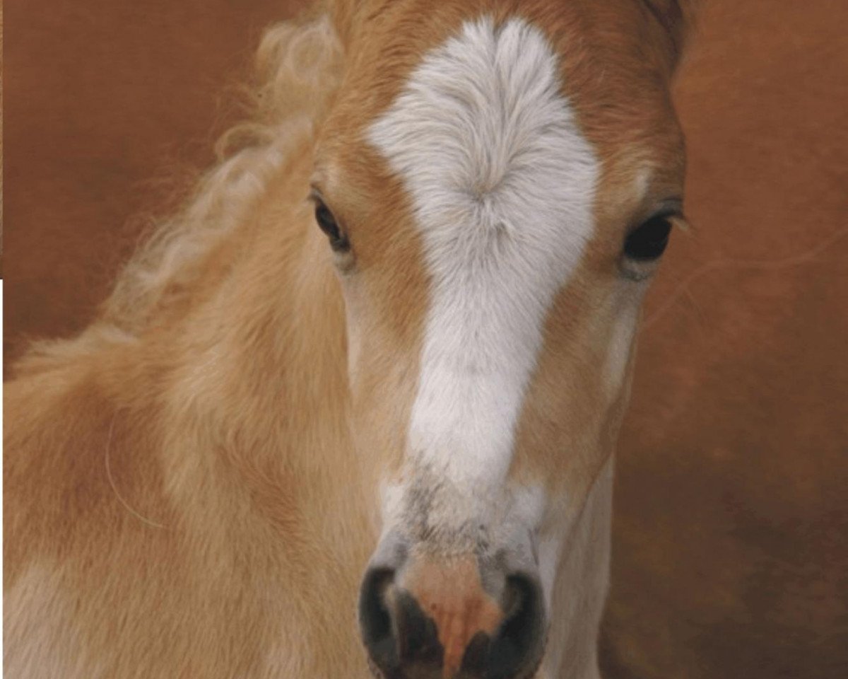 dressage horse Nandor Lennox (3,125% ox) (Haflinger, 2009, from Novill)
