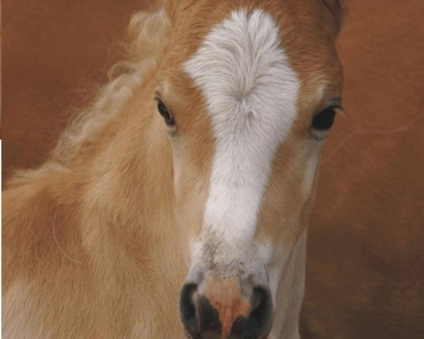 Dressurpferd Nandor Lennox (3,125% ox) (Haflinger, 2009, von Novill)