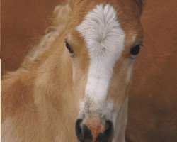 dressage horse Nandor Lennox (3,125% ox) (Haflinger, 2009, from Novill)