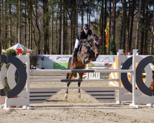 broodmare Amy 199 (Oldenburg, 2006, from Abke 4)