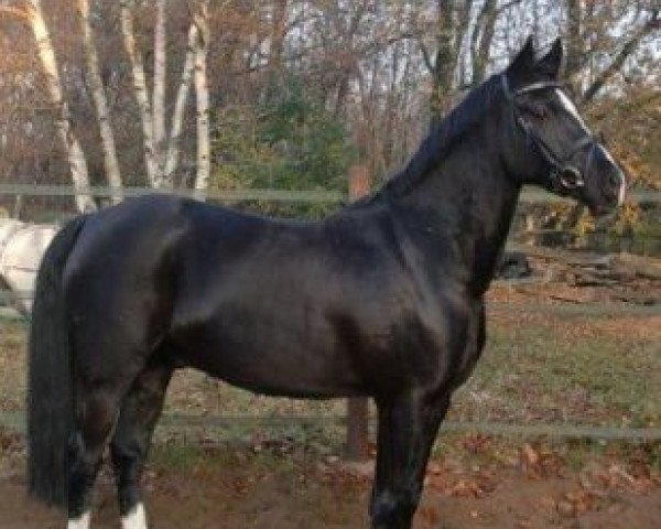 horse M-Nantano (German Riding Pony, 2003, from Moraco)