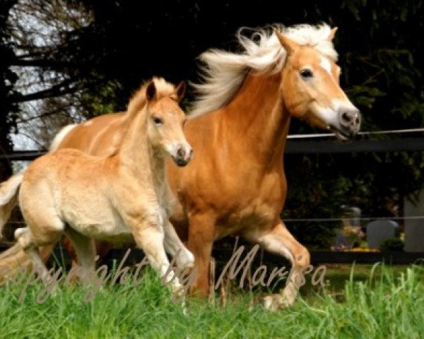 broodmare Lusitania (3,125% ox) (Edelbluthaflinger, 2012, from Werano-Gold) broodmare Lusitania (3,125% ox) (Edelbluthaflinger, 2012, from Werano-Gold)
