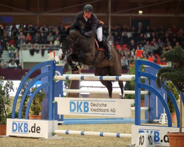 jumper Baloubet 4 (Oldenburg show jumper, 2004, from Balou du Rouet)