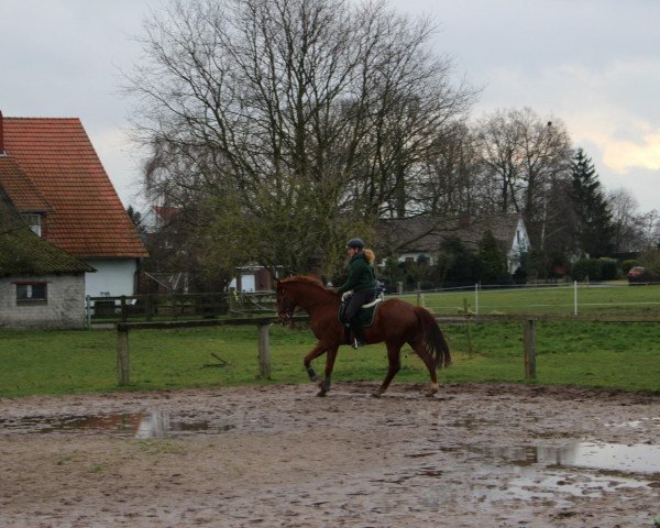 dressage horse Petardo (Hanoverian, 2002, from Pinkus)