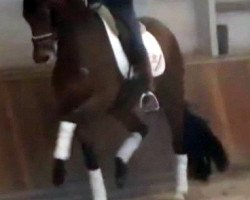 Dressurpferd Bellestrade (KWPN (Niederländisches Warmblut), 2006, von Olivi)