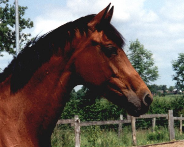 broodmare Libertina 2 (Holsteiner, 1996, from Libertino I)