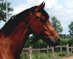 broodmare Libertina 2 (Holsteiner, 1996, from Libertino I)