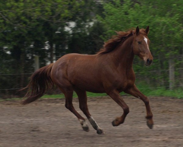 Zuchtstute Cortina (Deutsches Sportpferd, 2003, von Corvalon) Zuchtstute Cortina (Deutsches Sportpferd, 2003, von Corvalon)