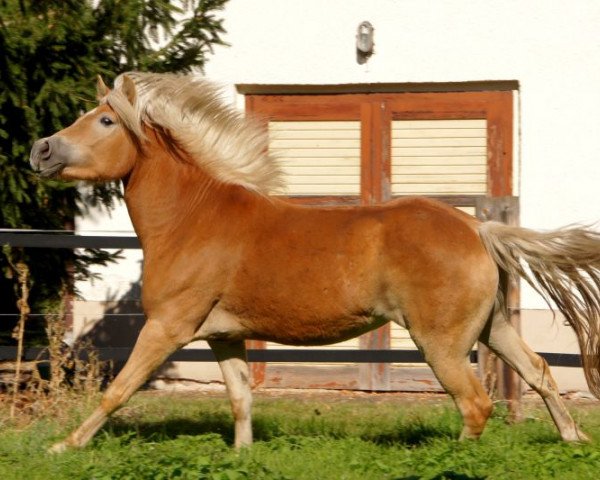 Zuchtstute Safira-May (6,25% ox) (Edelbluthaflinger, 2010, von Maisturm) Zuchtstute Safira-May (6,25% ox) (Edelbluthaflinger, 2010, von Maisturm)