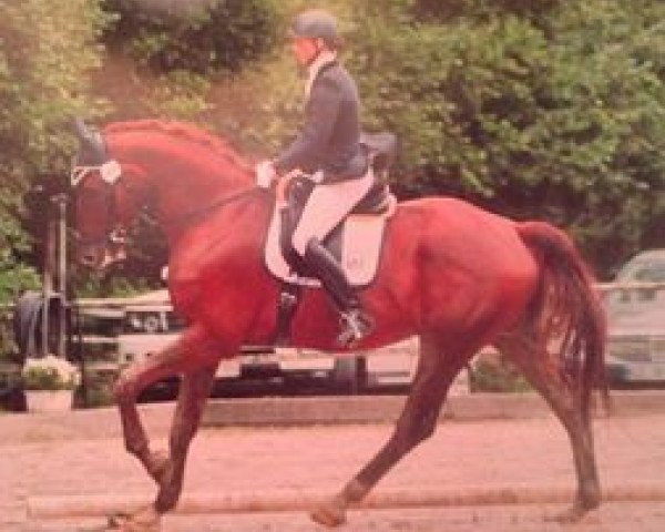 Dressurpferd Floresco 12 (KWPN (Niederländisches Warmblut), 2007, von Florencio I)