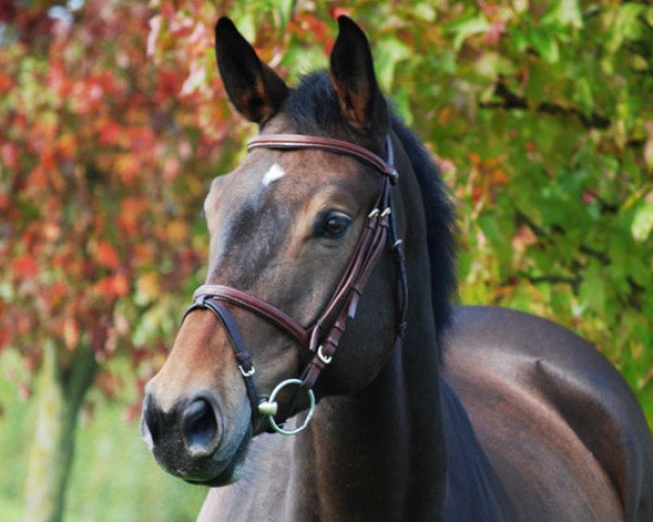 horse Chicago (Württemberger, 2009, from Cyrano de Bergerac)