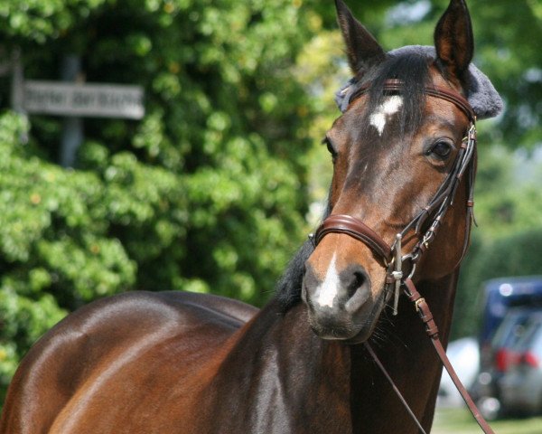 jumper Loretta 239 (Westphalian, 2003, from Lord de Luxe)
