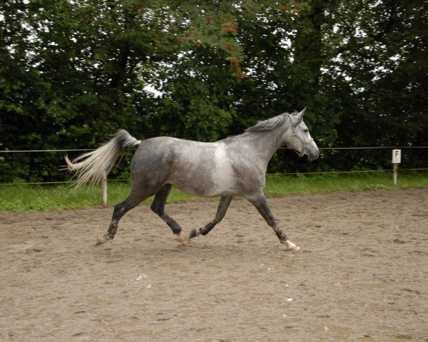 horse Shalan ox (Arabian purebred, 2005, from Sharek ox)