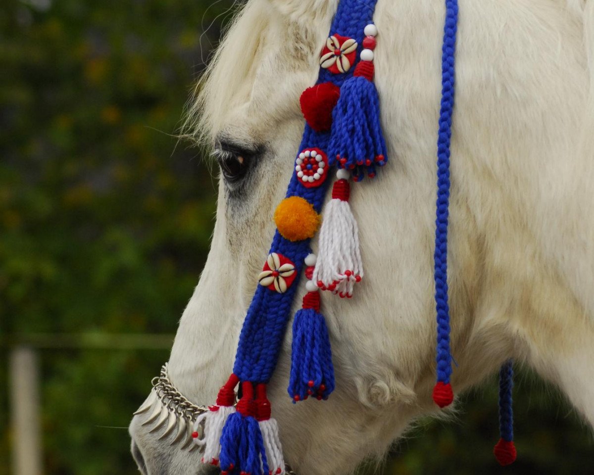 broodmare Ghazaleh ox (Arabian purebred, 1981, from Maddah EAO)