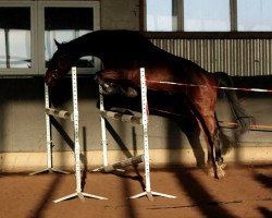 broodmare Miken (Little German Riding Horse, 2010, from Morjan)