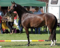 broodmare Madeira K (German Riding Pony, 2008, from Halifax)