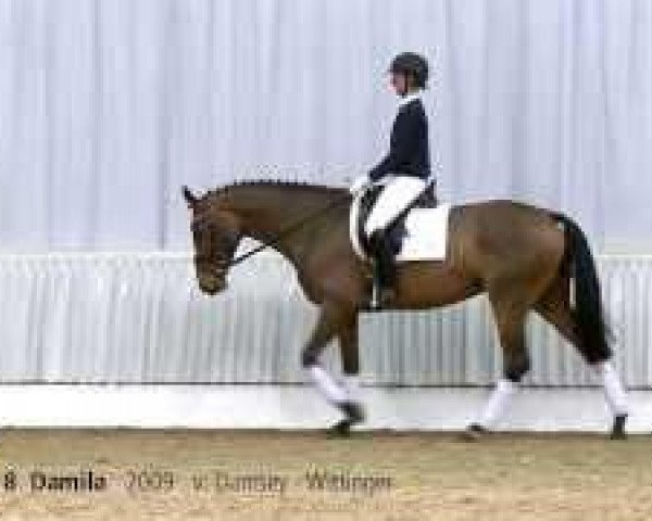 Dressurpferd Damila (Hannoveraner, 2009, von Damsey FRH) Dressurpferd Damila (Hannoveraner, 2009, von Damsey FRH)