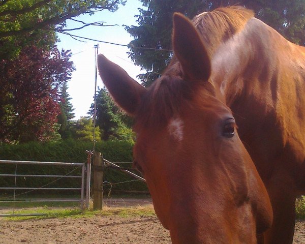 horse Rivaldo (Hanoverian, 2008, from Rascalino)
