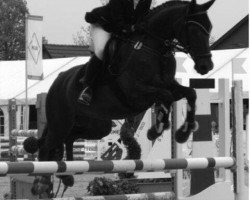 jumper Action 47 (Hessian Warmblood, 1994, from Amour A)