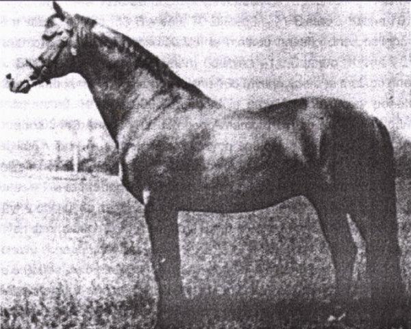 stallion Blatec-2 (Czech Warmblood, 1969, from Blatec)