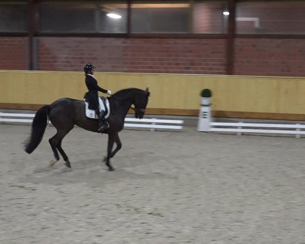Reitturnier Hamburg-Friedrichshulde/Sylva Kuhrt 2022