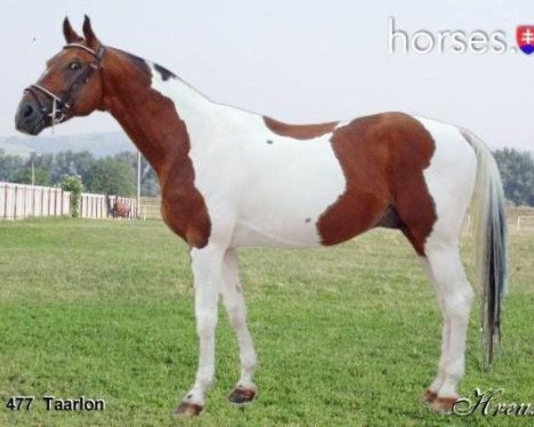 stallion Taarlon (Czech Warmblood, 1990, from Taarlo) stallion Taarlon (Czech Warmblood, 1990, from Taarlo)