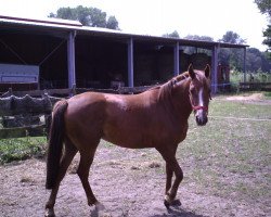 broodmare Catarina (German Riding Pony, 2002, from Madison)