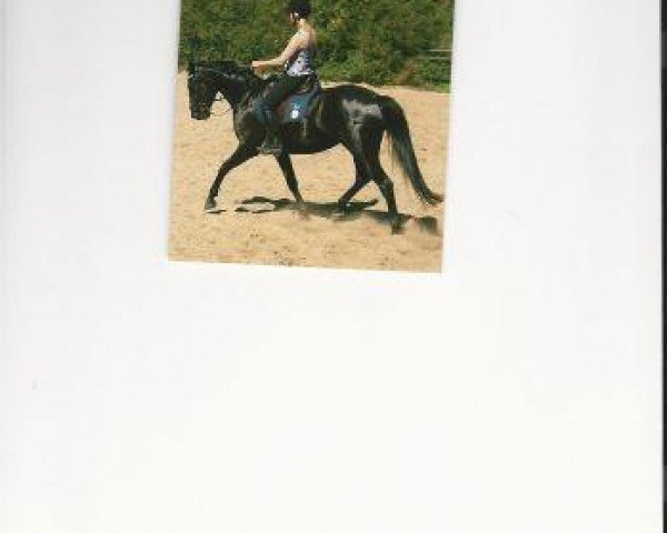 Zuchtstute Selena Dacora (Oldenburger, 2008, von Swarovski)