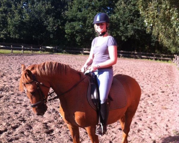 dressage horse Dancel Washington (German Riding Pony, 2007, from Darling)
