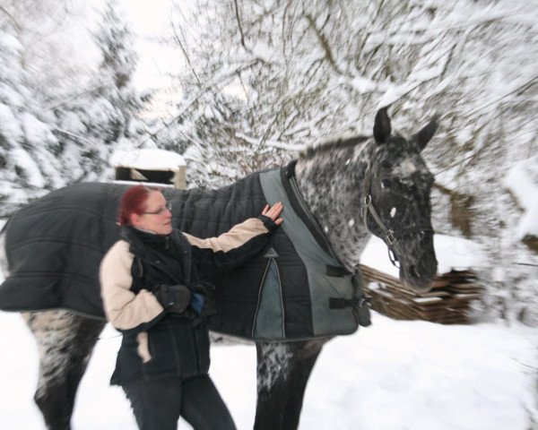 horse Sarah af Asgard (Knabstrupper, 2002, from Adonis af Asgard)