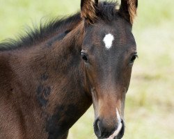 dressage horse Smurph Walter (Hanoverian, 2012, from Stakkato)