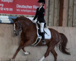 dressage horse Valido's Touch (German Riding Pony, 2009, from Valido's Boy)