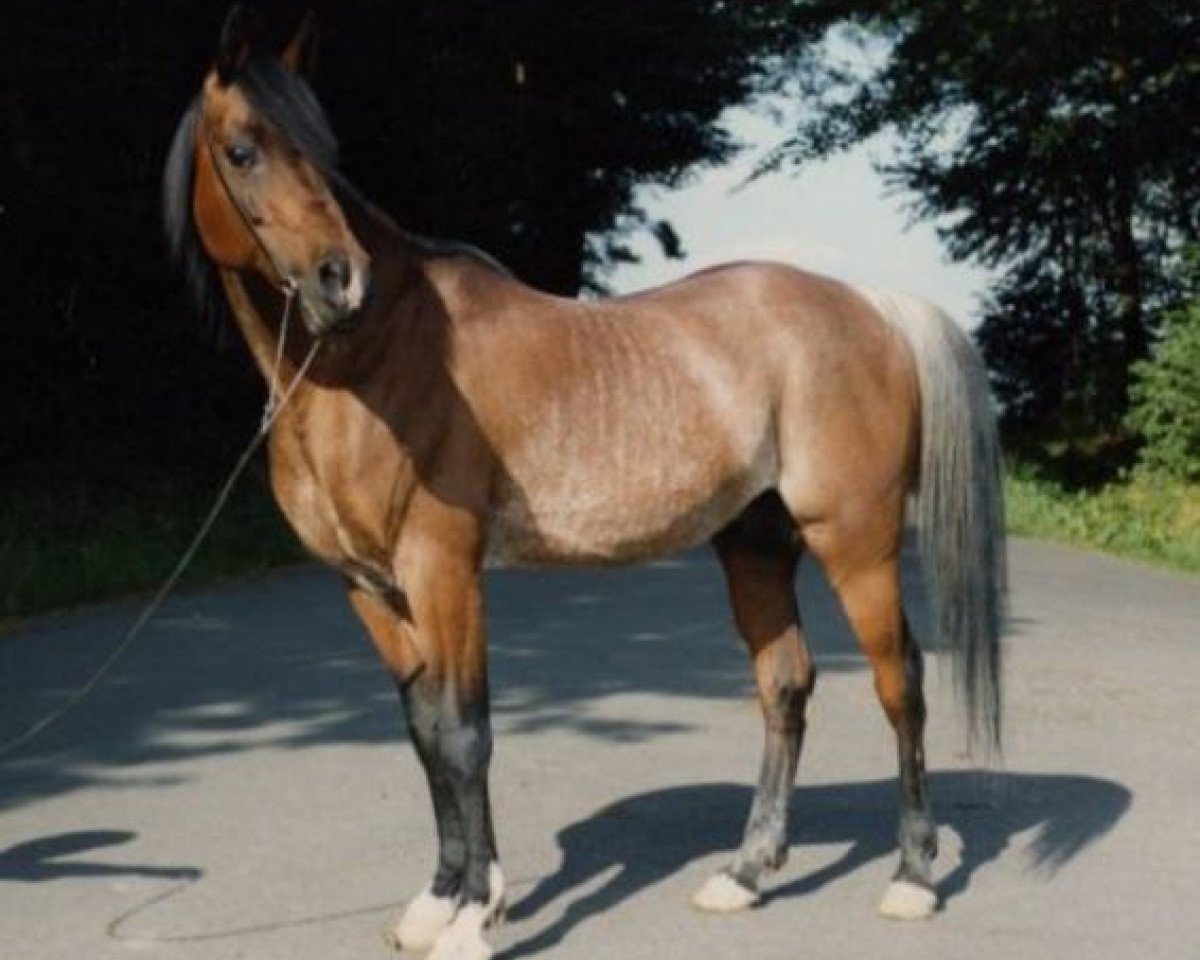 stallion Kaidal II ox 3392 (Arabian purebred, 1975, from Kaisoon 1958 EAO)