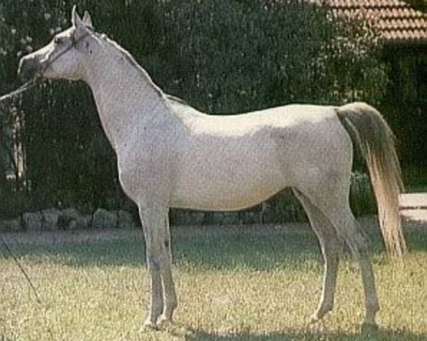 broodmare Draperia ox (Arabian purebred, 1974, from Gedymin ox)