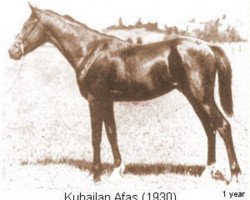 stallion Kuhailan Afas 1930 OA (Arabian purebred, 1930, from Kuhailan Wadhan ox)