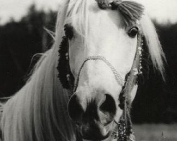 stallion Araff ox 2678 (Arabian purebred, 1975, from Mors ox 2678 (1966))