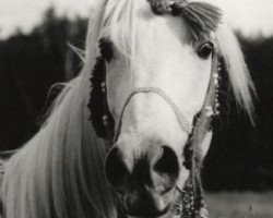 Deckhengst Araff ox 2678 (Vollblutaraber, 1975, von Mors ox 2678 (1966))