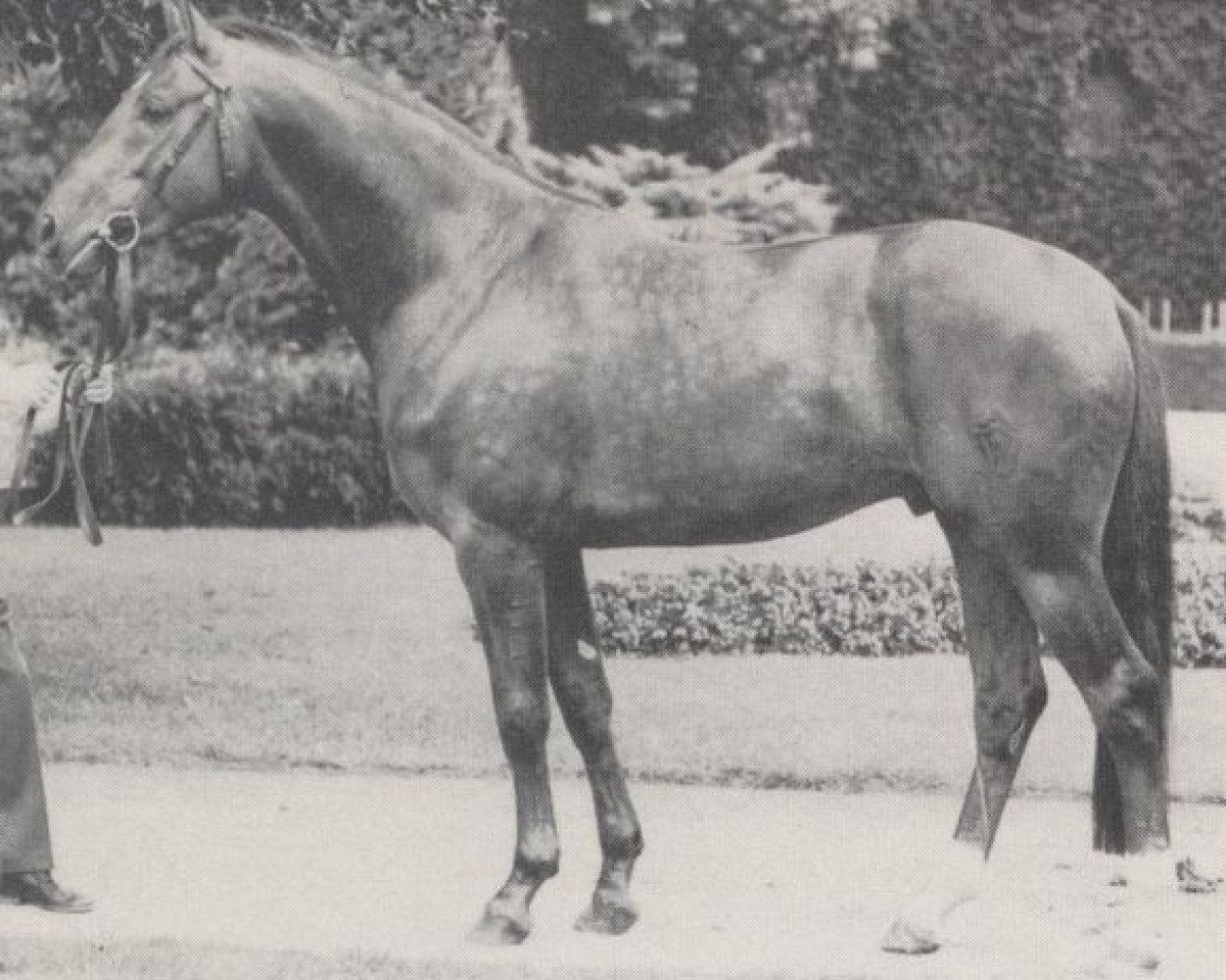 Deckhengst Martini (Westfale, 1969, von Martell)