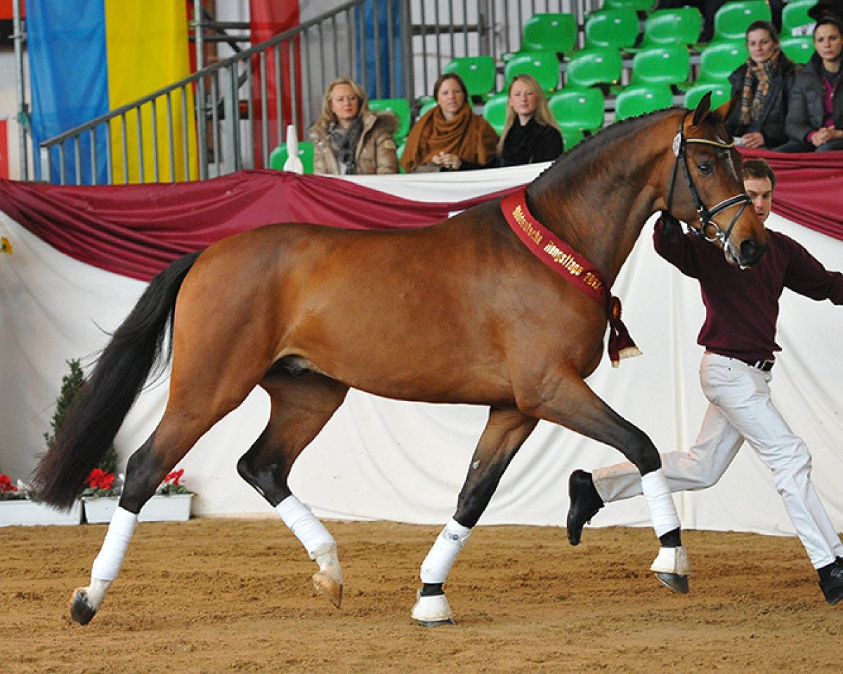 Deckhengst Lloyd George (Bayer, 2010, von Landprinz)