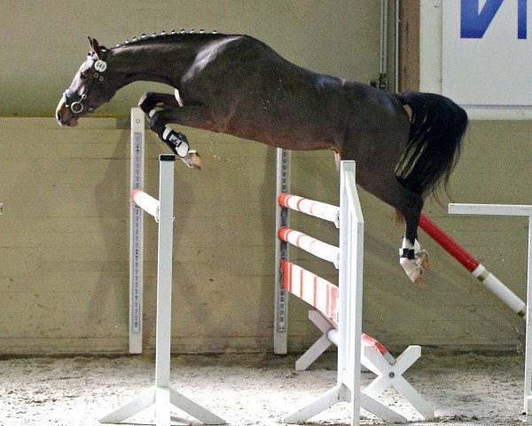 jumper Askan 675 (German Sport Horse, 2009, from Atlas Bavaria)