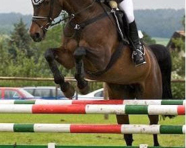 broodmare La Tosca (Oldenburg, 1996, from Lennon)