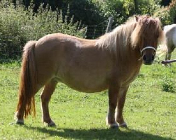 broodmare Decora Vacare (Shetland pony (under 87 cm), 2010, from Wesley v. t Haveld)
