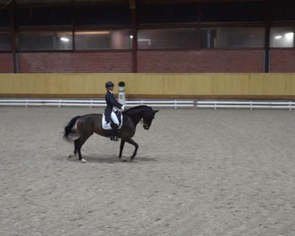 Reitturnier Hamburg-Friedrichshulde/Sylva Kuhrt 2022