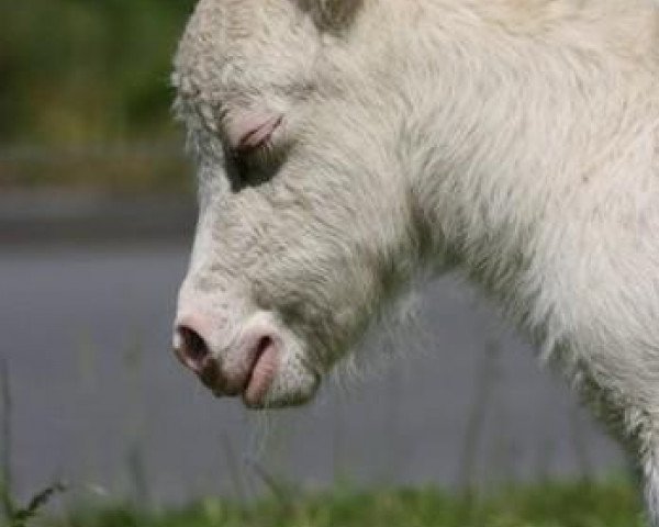 broodmare Ginny von der Gerlingermühle (Shetland pony (under 87 cm), 2013, from Paradox a.d.Westerwald)