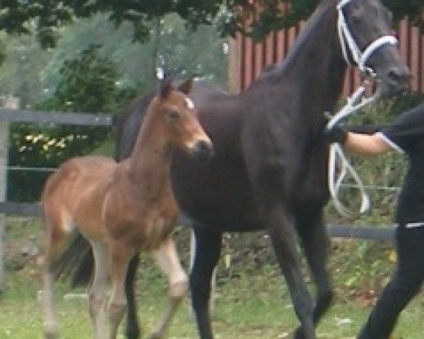 horse Shadow (German Warmblood, 2010, from Samico F)