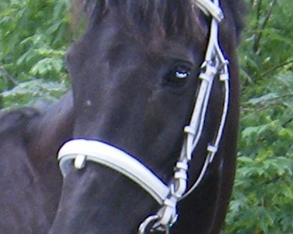 Zuchtstute Ostrya xx (Englisches Vollblut, 1994, von Gimont xx) Zuchtstute Ostrya xx (Englisches Vollblut, 1994, von Gimont xx)