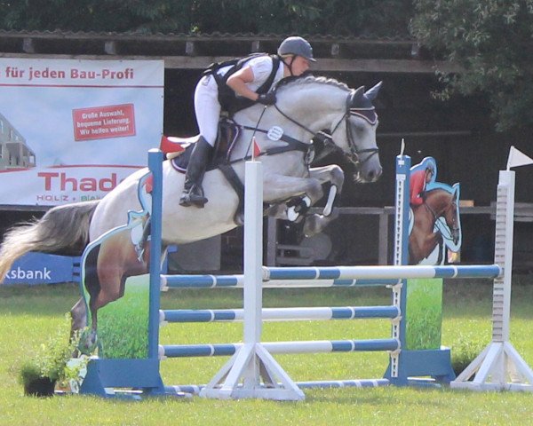 broodmare Cosmica AED (Holsteiner, 2009, from Cassiano)